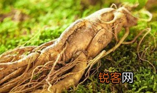东北三宝分别是什么 东北三宝分别是啥