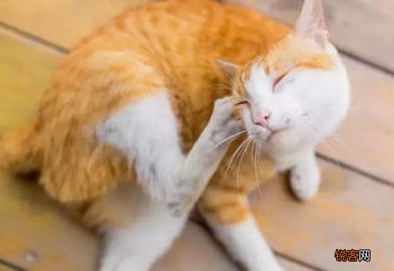 猫咪耳螨会导致脱毛吗