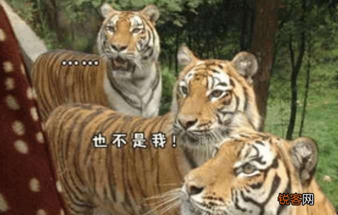 虎生三子必有一彪的典故 虎生三子必有一彪是什么意思