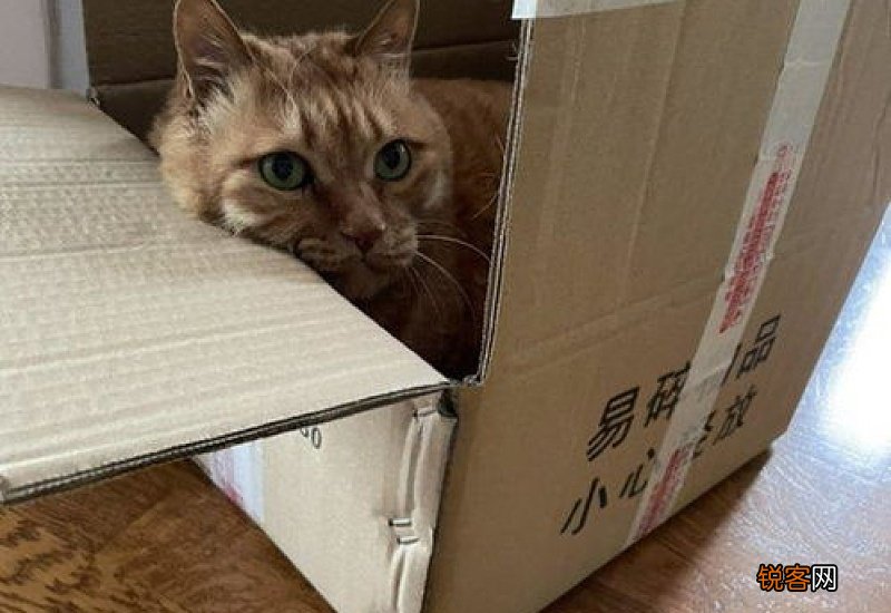猫产前流分泌物