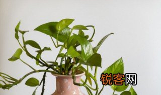 绿萝作文300字 我的植物朋友绿萝作文300字