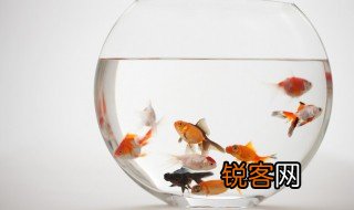 鱼的英语单词怎么写 鱼的英语是什么