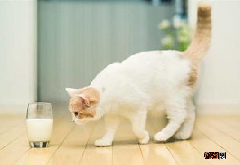 猫晚上可以放在猫包里吗