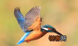 描写鸟的句子词语有哪些四个字 描写鸟的句子词语有哪些