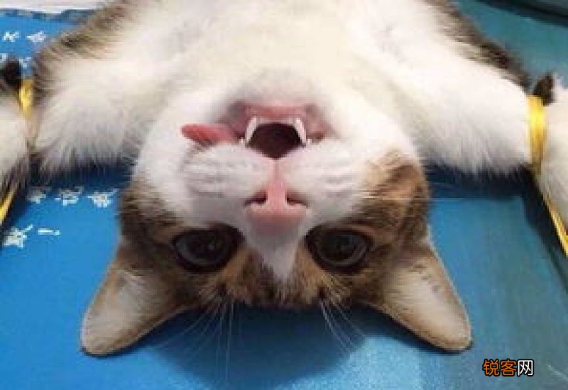 猫咪上门绝育