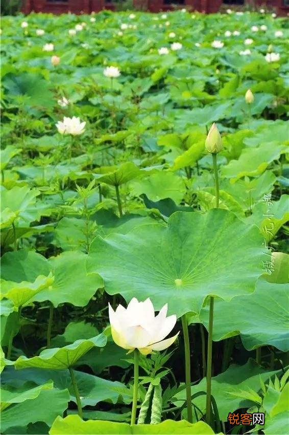 您看文章,认真阅读占比如何？排版、内容、标题,哪个更吸引你？