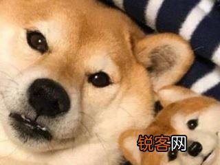 手机里的英文文件夹到底啥意思 删掉这些会更快