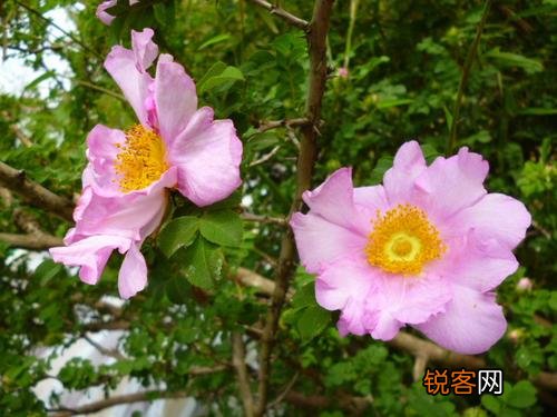 刺梨子的别名 刺梨的主要用途