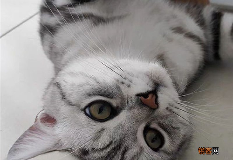 猫咪身上有跳蚤怎么办?