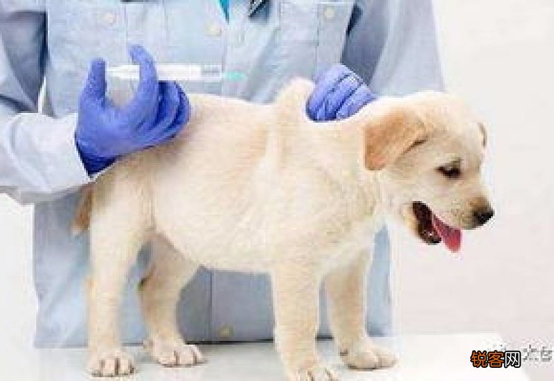 家里养狗需要打狂犬疫苗吗