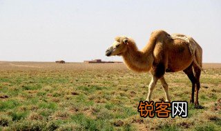 骑骆驼有什么寓意吗 到底骑骆驼的寓意是什么