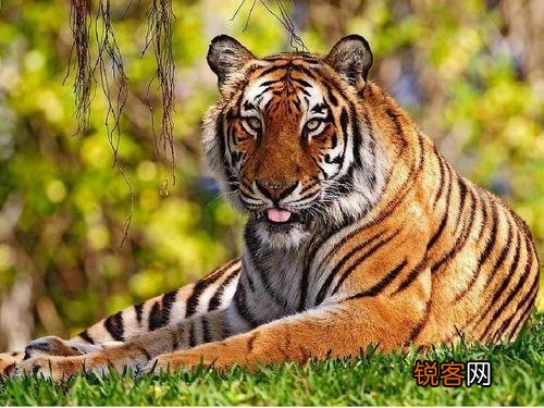 全球有多少种老虎 虎的种类介绍和图片大全