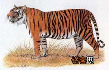 全球有多少种老虎 虎的种类介绍和图片大全