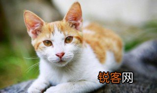 猫怎么组词 猫的组词有哪些