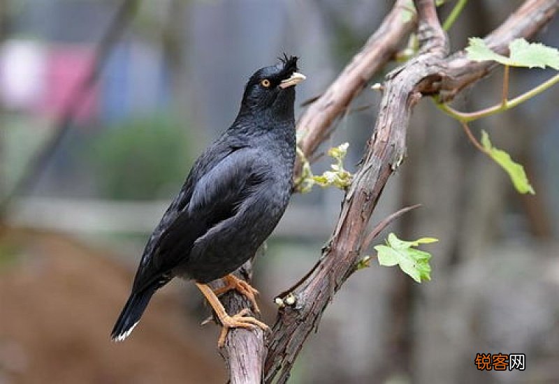 八哥打喷嚏会自愈吗