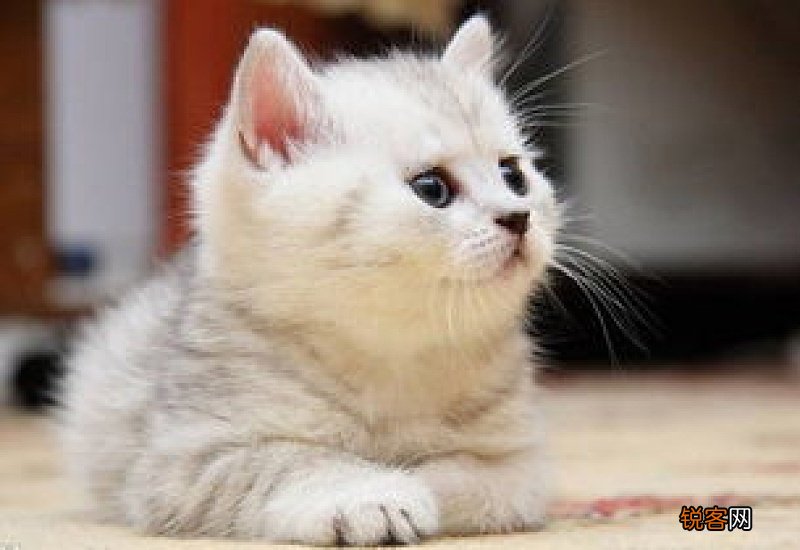 猫咪鼻子堵塞快速解决方法