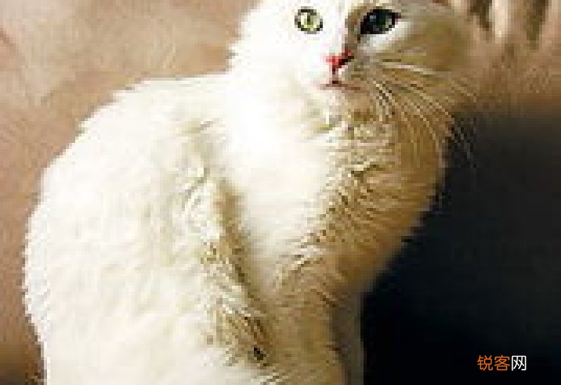 猫麻药过敏能测试吗