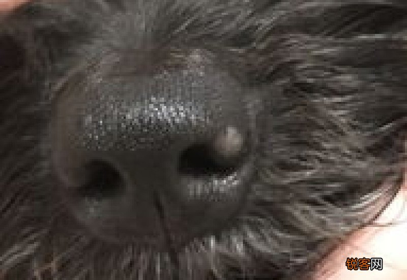 狗鼻子里有白色分泌物