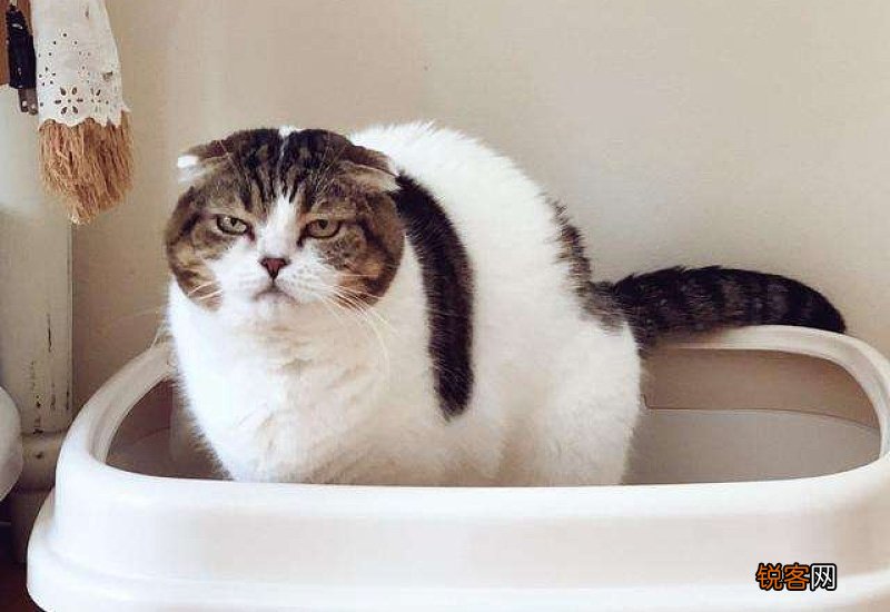 猫咪大便不成形