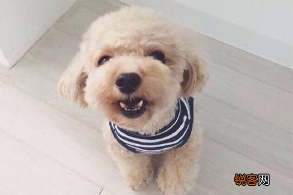 世界小型犬品种大全及图片 世界10大小型宠物犬