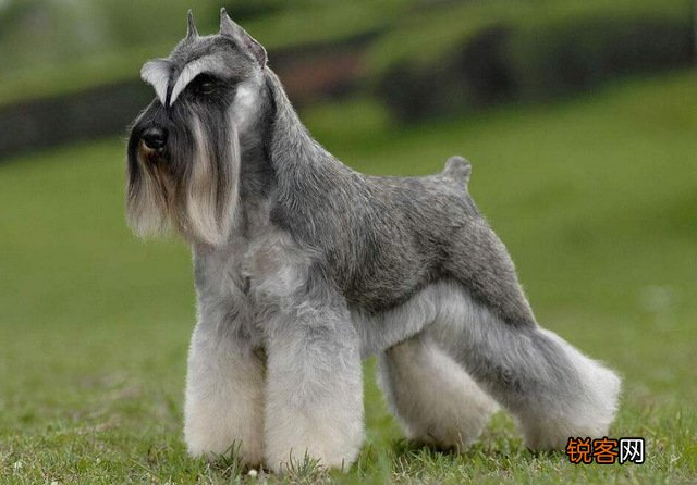 世界小型犬品种大全及图片 世界10大小型宠物犬