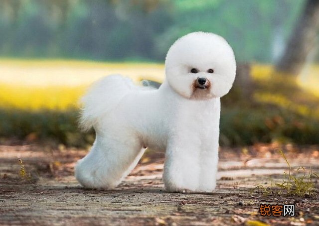 世界小型犬品种大全及图片 世界10大小型宠物犬