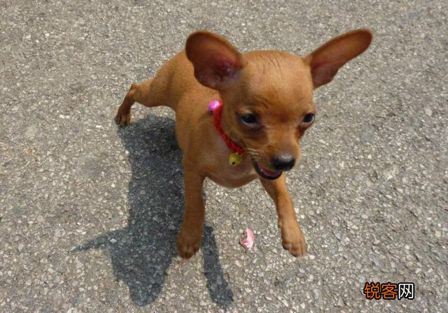 世界小型犬品种大全及图片 世界10大小型宠物犬