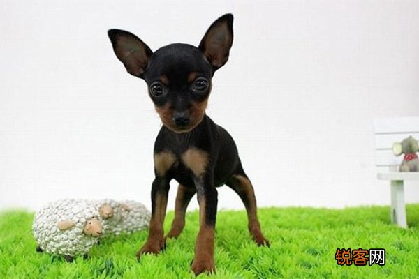 世界小型犬品种大全及图片 世界10大小型宠物犬