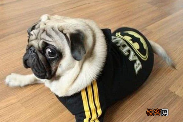 世界小型犬品种大全及图片 世界10大小型宠物犬