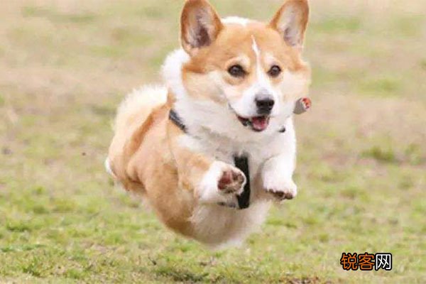 世界小型犬品种大全及图片 世界10大小型宠物犬