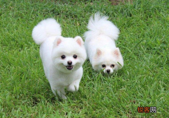 世界小型犬品种大全及图片 世界10大小型宠物犬