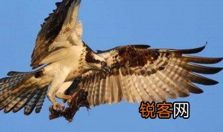鲲鹏展翅是什么意思 鲲鹏展翅怎么解释