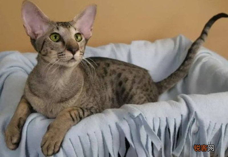 猫胖好还是瘦好