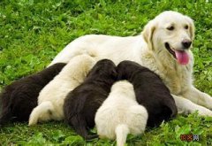 狗怀孕几个月能看出来怎么回事