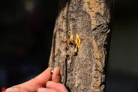 眼中钉什么意思 眼中钉解释