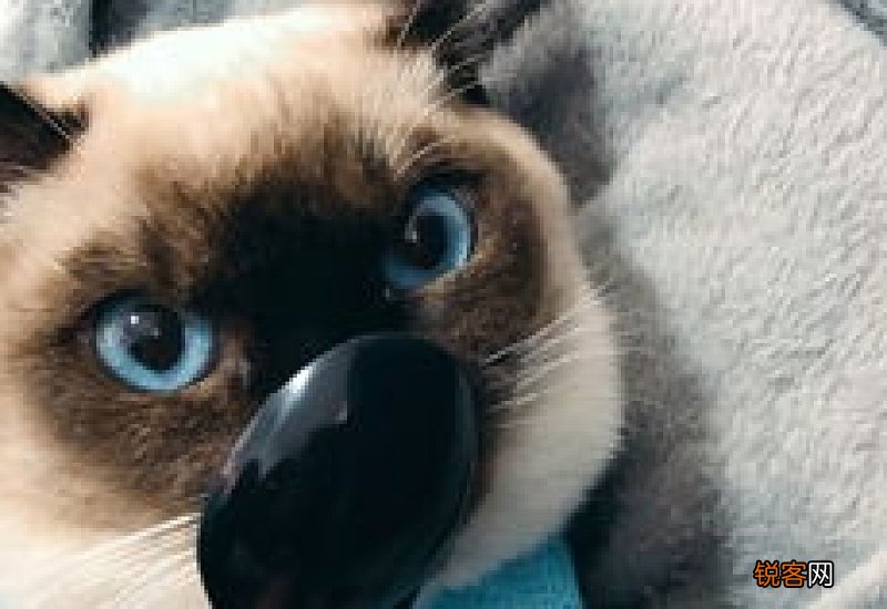 猫低声呜呜叫