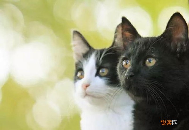 猫为什么不叫唤?