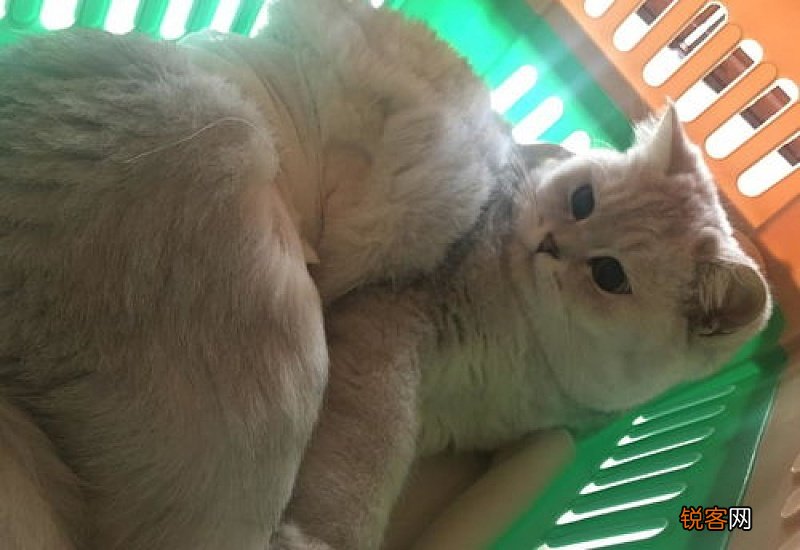 母猫绝育后不吃不喝怎么办