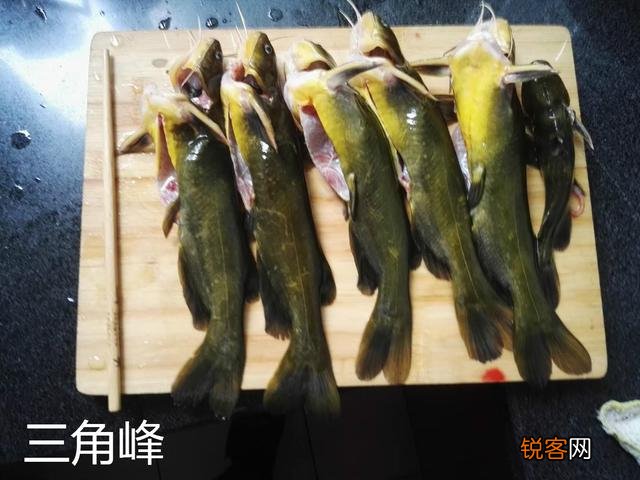 三角峰和黄辣丁的区别 最大区别在尾巴上