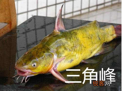 三角峰和黄辣丁的区别 最大区别在尾巴上