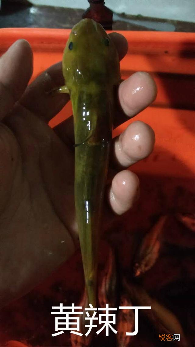三角峰和黄辣丁的区别 最大区别在尾巴上