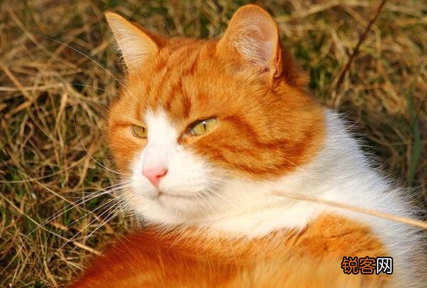 猫咪掉毛怎么处理比较好 用针对宠物掉毛的吸尘器