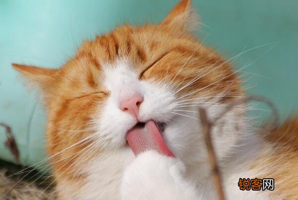 猫咪掉毛怎么处理比较好 用针对宠物掉毛的吸尘器