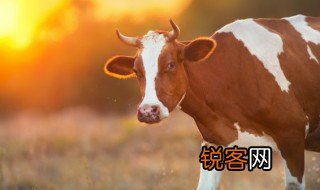 牛用英语怎么读，牛奶用英语怎么读