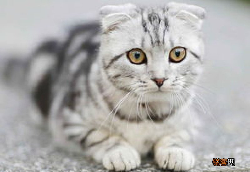 猫连着吐了好几天