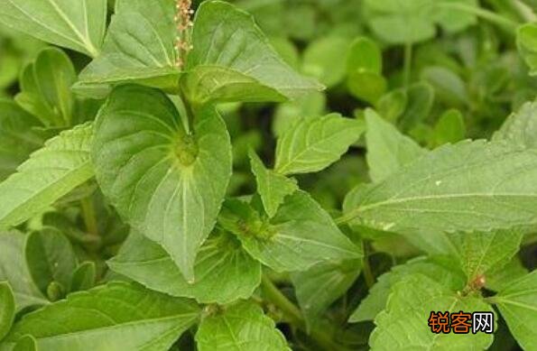 铁苋菜的作用与功效及禁忌