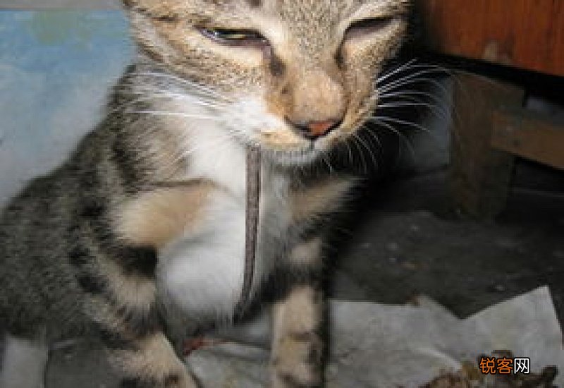 猫吃了毒老鼠怎么办