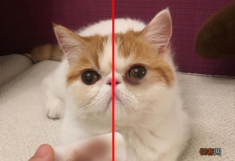 宠物猫有泪痕怎么办