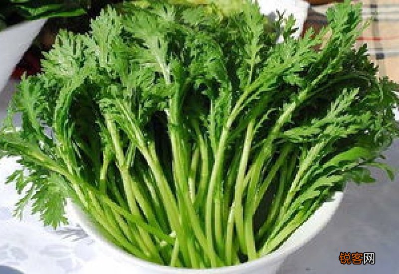 茼蒿什么时候播种