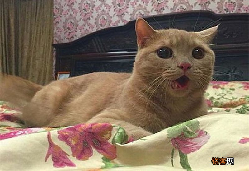 猫脑积水怎么引起的